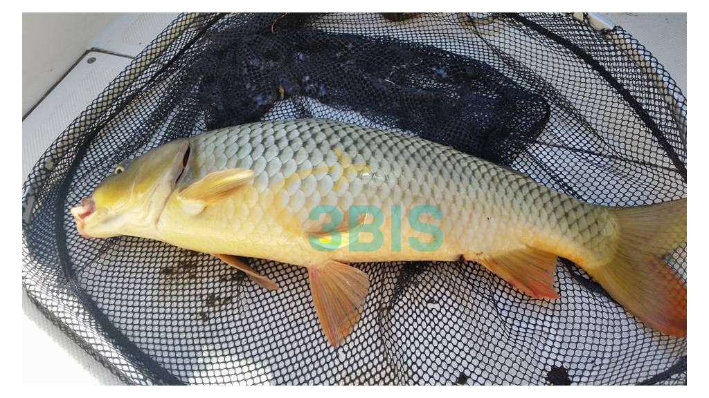 Pensiune Gigant Fish din Delta Dunarii Oferte și tarife. Birou de Rezervari. Calculează-ți oferta singur, in 2 minute!